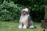 CHIEN NU CHINOIS 240